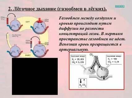 Газообмен между кровью и атмосферным воздухом происходит