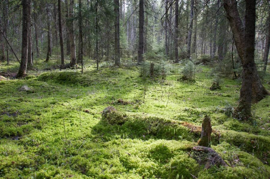 Мхи и лишайники в тайге. Карелия лес ягель. Мох сфагнум Карелия. Долина мхов Карелия. Ягель мох Карелия.