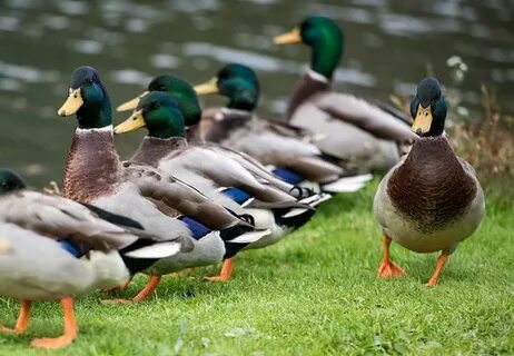 Ducks in a row
