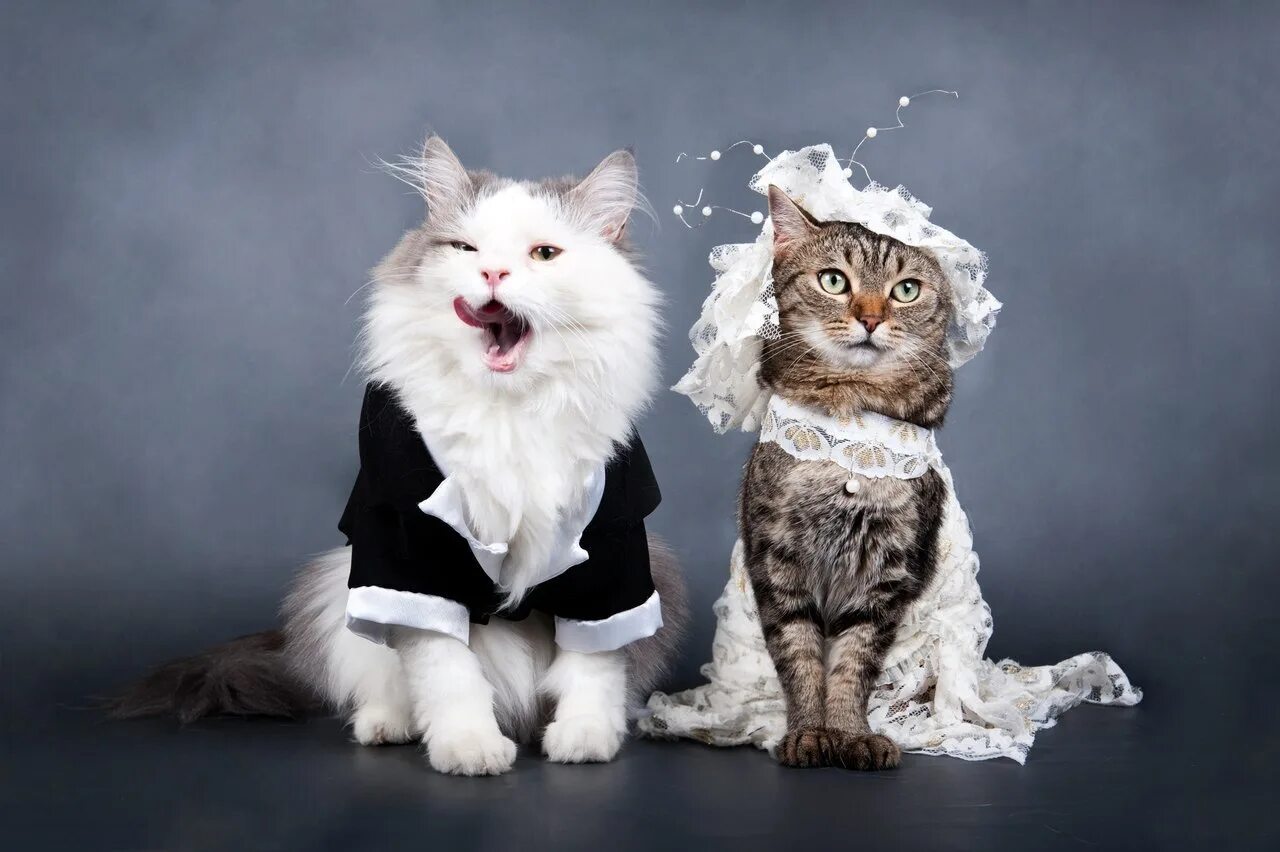 Кошки и т д. Свадебные коты. Коты в свадебных нарядах. Костюм котенка. Кот и кошка в свадебном наряде.
