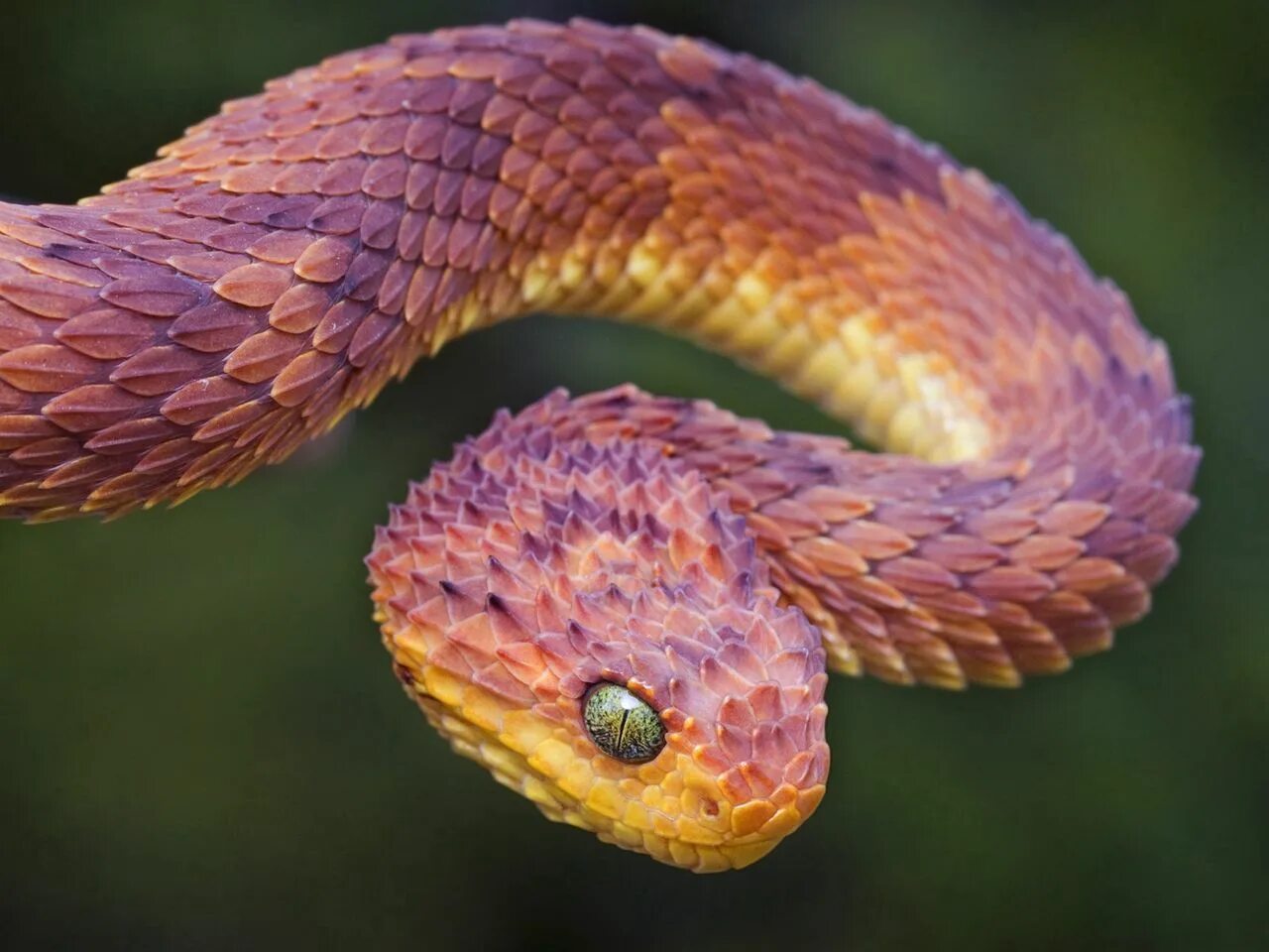 Пустынная гадюка земляная змея. Кустарниковая гадюка (Atheris. Колючая кустарниковая гадюка. Колючая кустарниковая гадюка красная. Африканская кустарниковая гадюка.