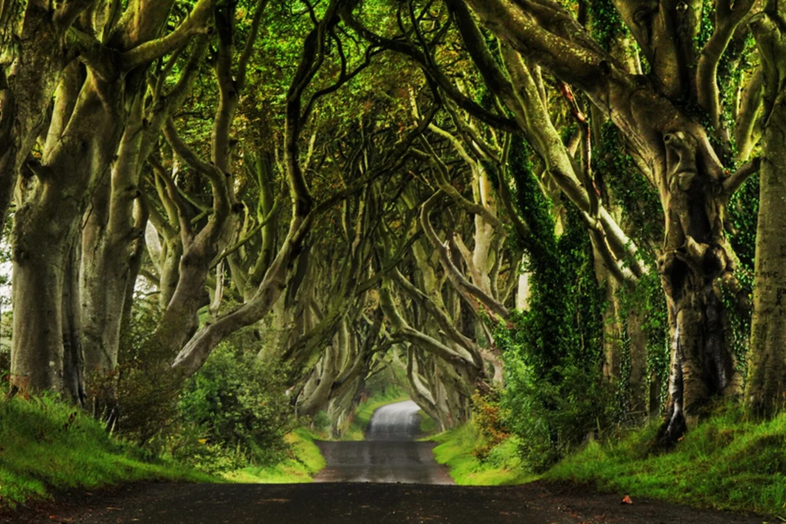 Буковая аллея в Северной Ирландии. Буковая аллея дарк Хеджес. Dark Hedges Ирландия. Темная аллея Северная Ирландия.