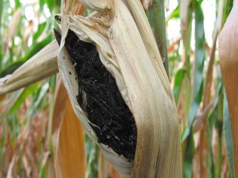 пыльная головня кукурузы