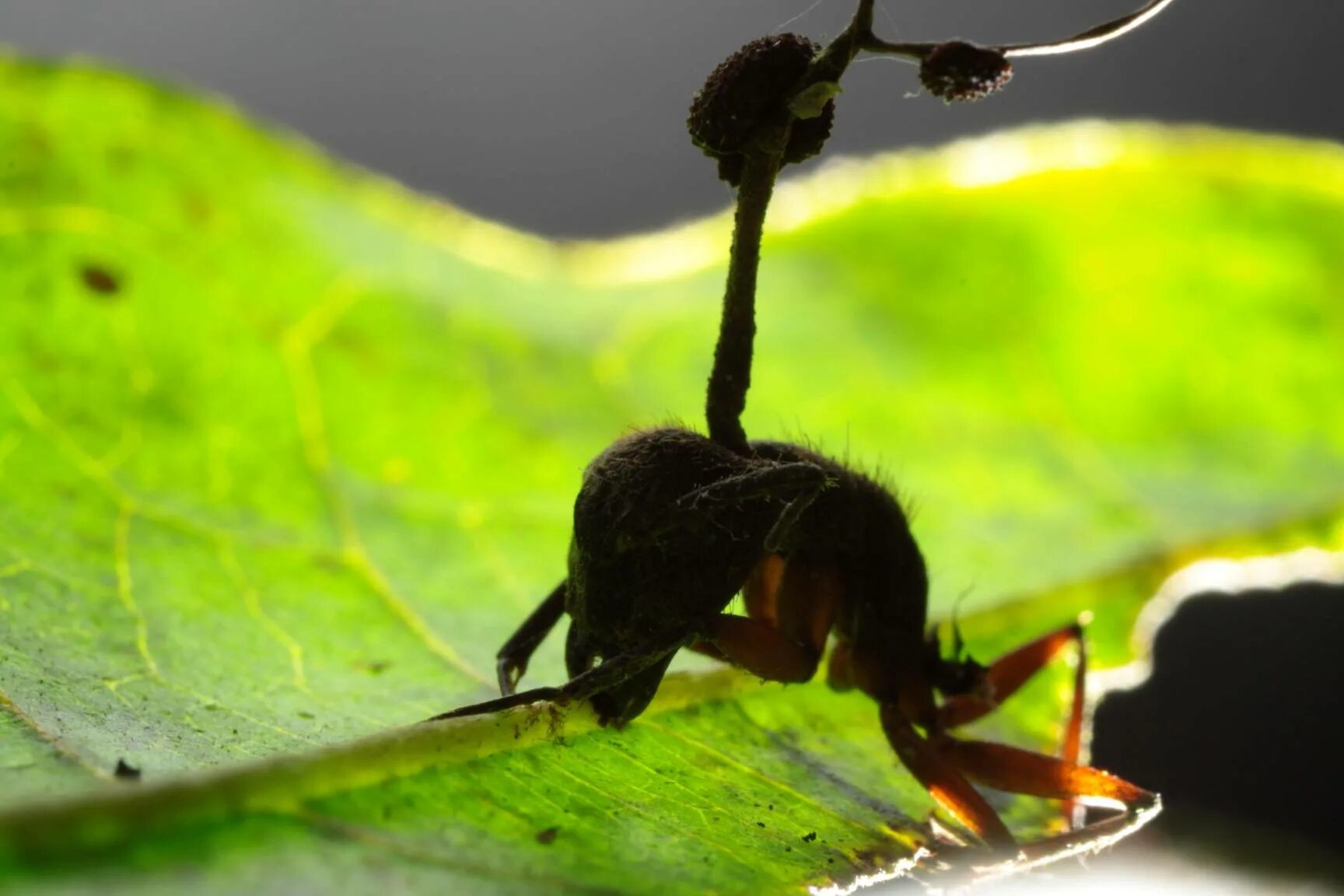 Кордицепс муравей зомби. Кордицепс однобокий. Ophiocordyceps unilateralis. Гриб зомбирующий муравьев.