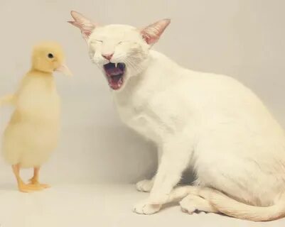 Котенок утка