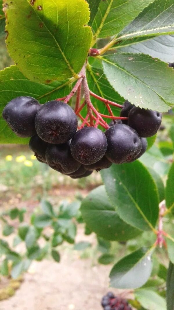 Какая ягода черного цвета. Черноплодная рябина арония. Арония черноплодная (Aronia melanocarpa). Черноплодная рябина агония.