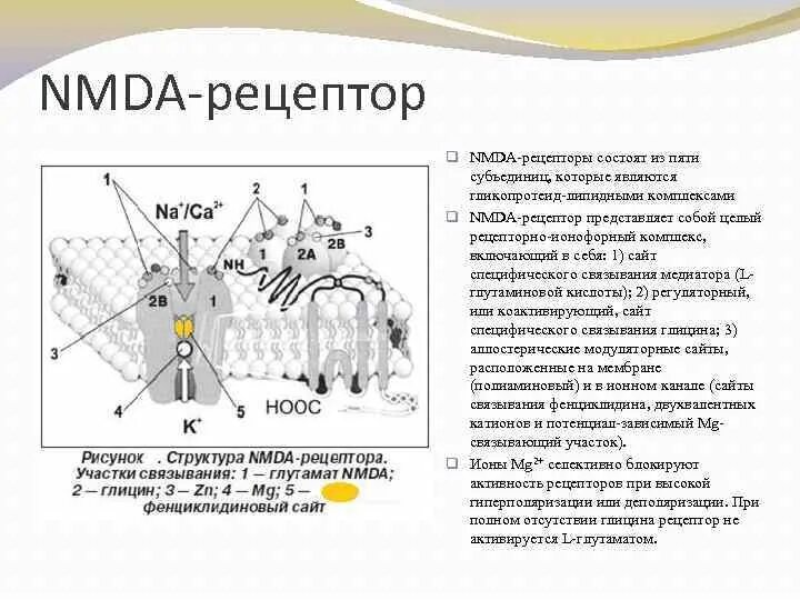 NMDA рецепторы строение. Агонисты NMDA рецепторов. NMDA рецепторы функция. Модуляторы NMDA рецепторов.