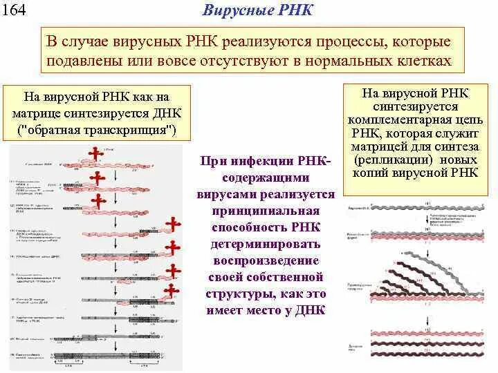 Обратная транскрипция вирусной РНК. Вирусная РНК комплементарен ДНК. Матрица вирусной РНК.