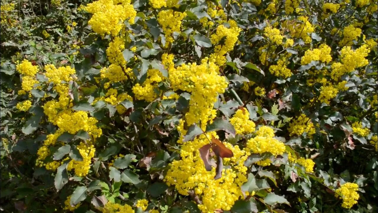 Желтый кустарник форзиция. Богучар желтый кустарник цветет. Вечнозеленый кустарник цветет желтыми цветами в мае. Кустарник с желтыми цветами.