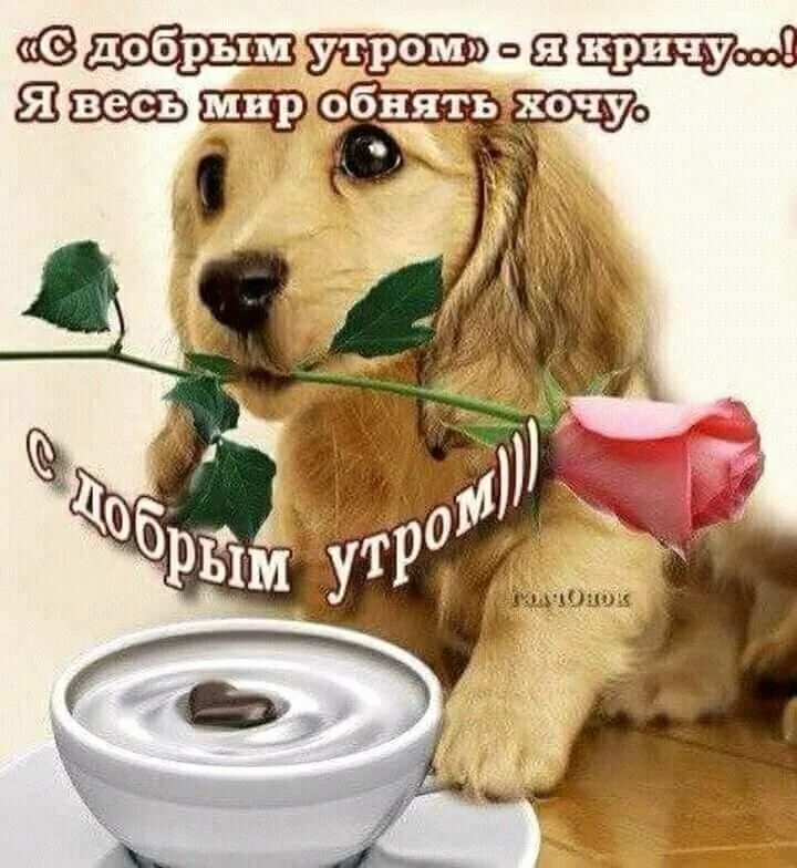 Доброе утро с пожеланиями картинки животных. Пожелания с добрым утром прикольные. веселые картинки с добрым утром. красивые пожелания доброго утра с животными. открытки доброе утро прикольные.