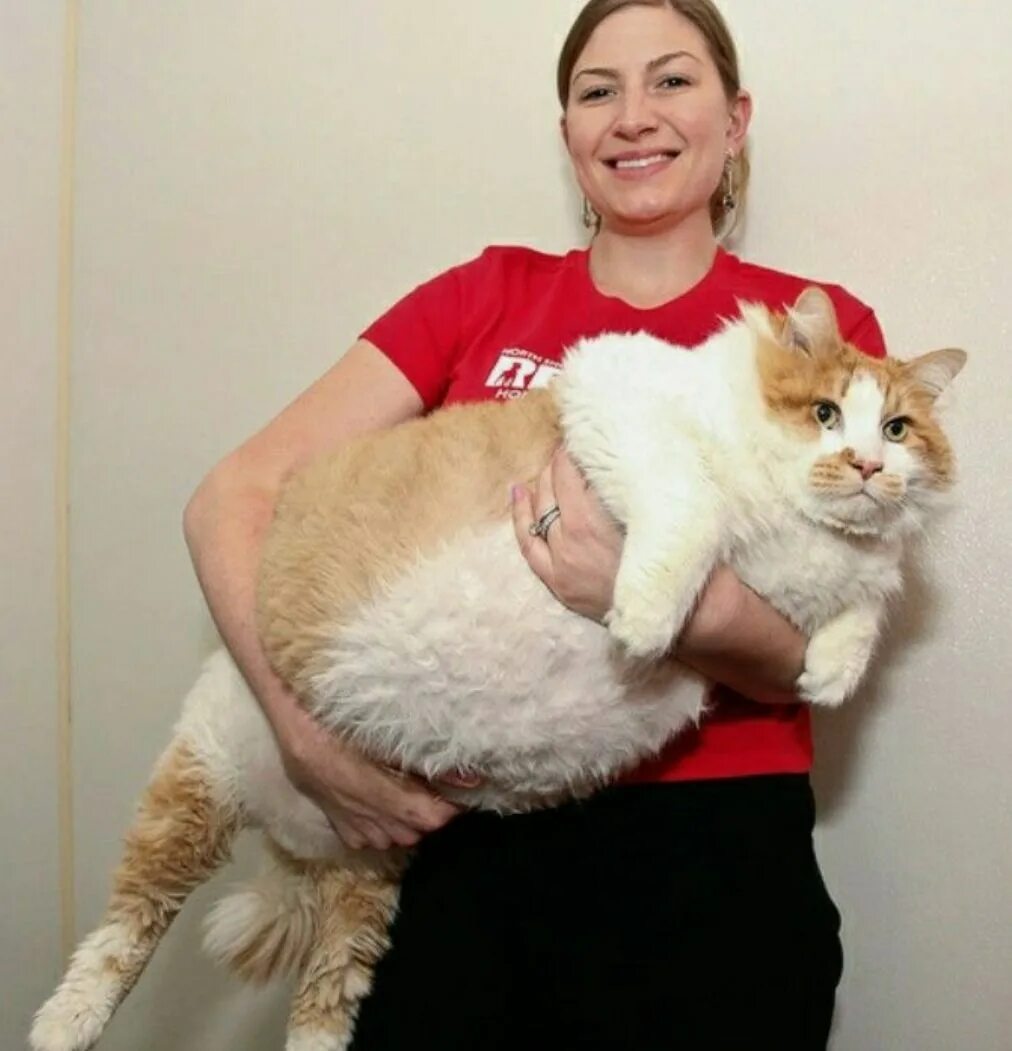 Самый жирный кот. Самая тяжелая кошка. Самая тяжелая кошка. Самый жирный кот. Самые крупные кошки.