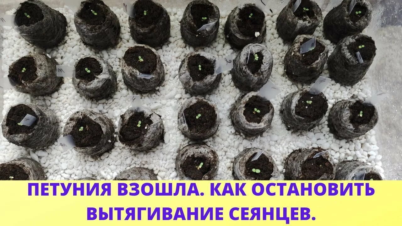 Петуния взошла и падает почему