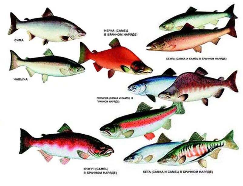 Название пород рыб. Семейство лососевых рыб кета. Горбуша семейство каких рыб. Лососевые рыбы представители. Лососевые рыбы дальнего Востока.