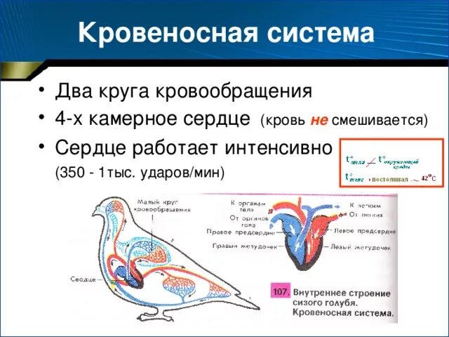 Круг это движение крови у птиц