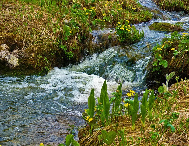 Весело цветы ручьи