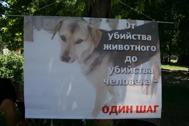 не бросайте животных на улице. добрые дела людей. вот результат доброты и доверия. не убивайте люди добрые. поступки человека.