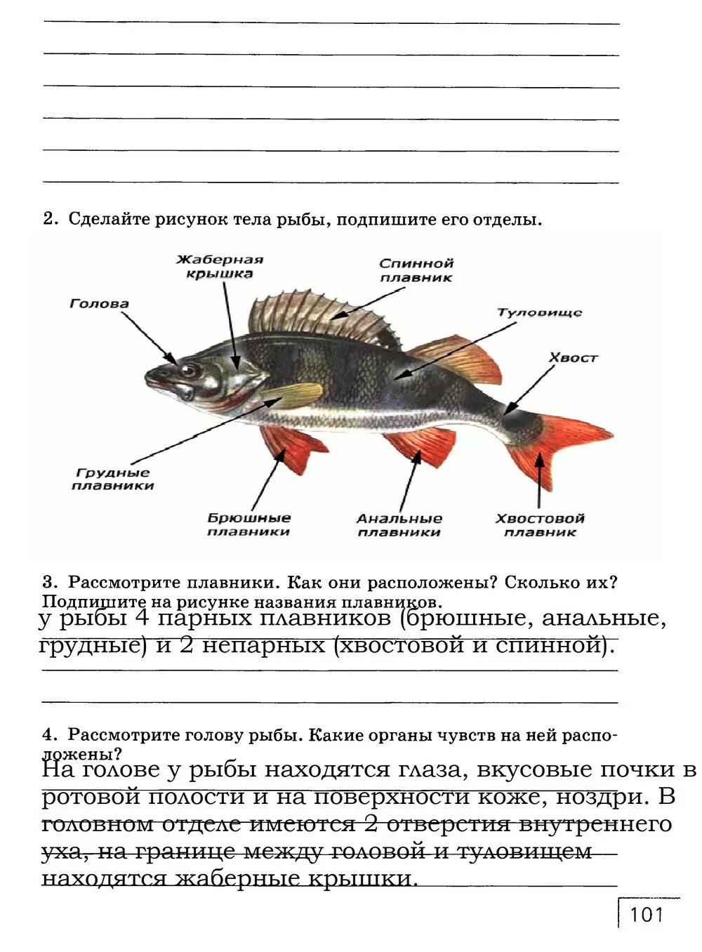 Биология внутреннее строение рыб рабочая тетрадь. Гдз по биологии 7 класс классы рыб. Строение рыбы рабочая тетрадь. Рыбы задания 7 класс. Передвижение рыб 7 класс биология лабораторная работа