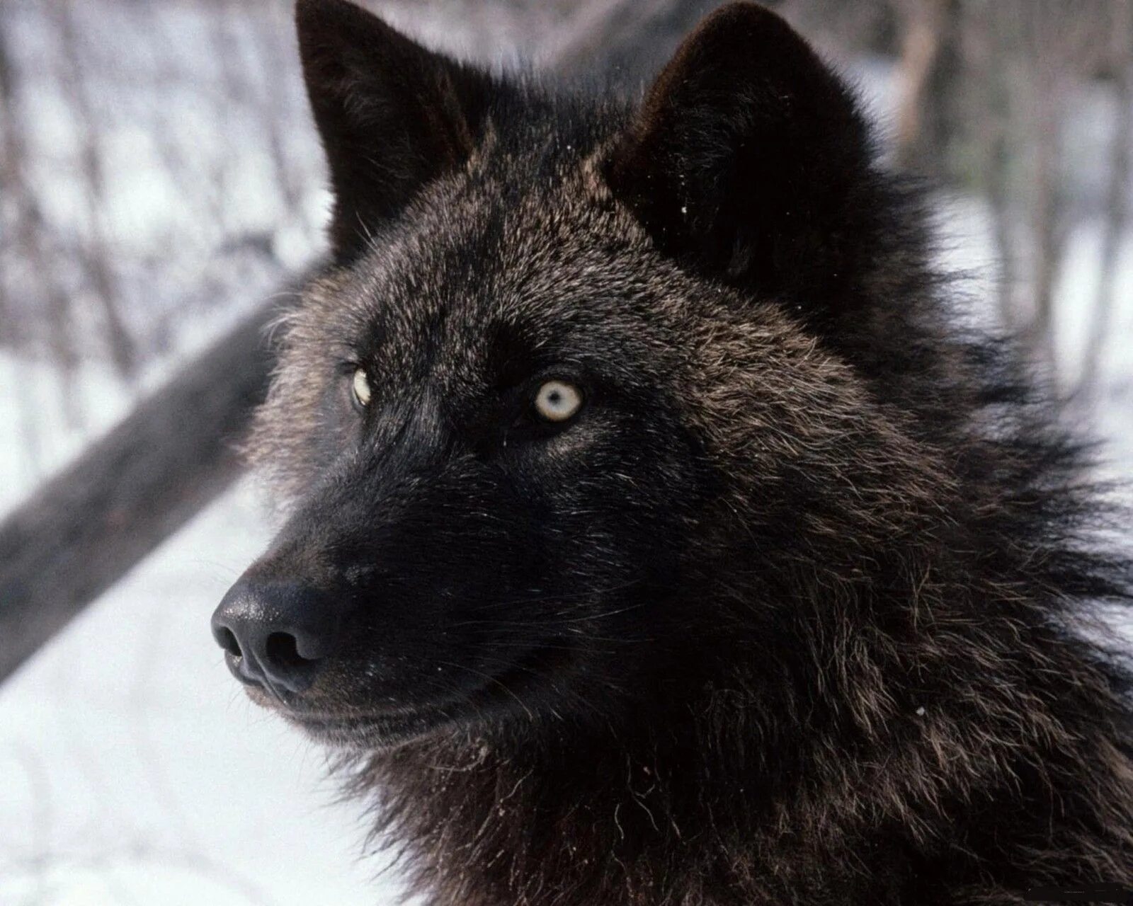 Вольф 11. Канадский волк меланист. Блэк Вульф. Черный волк. Черный волк морда.