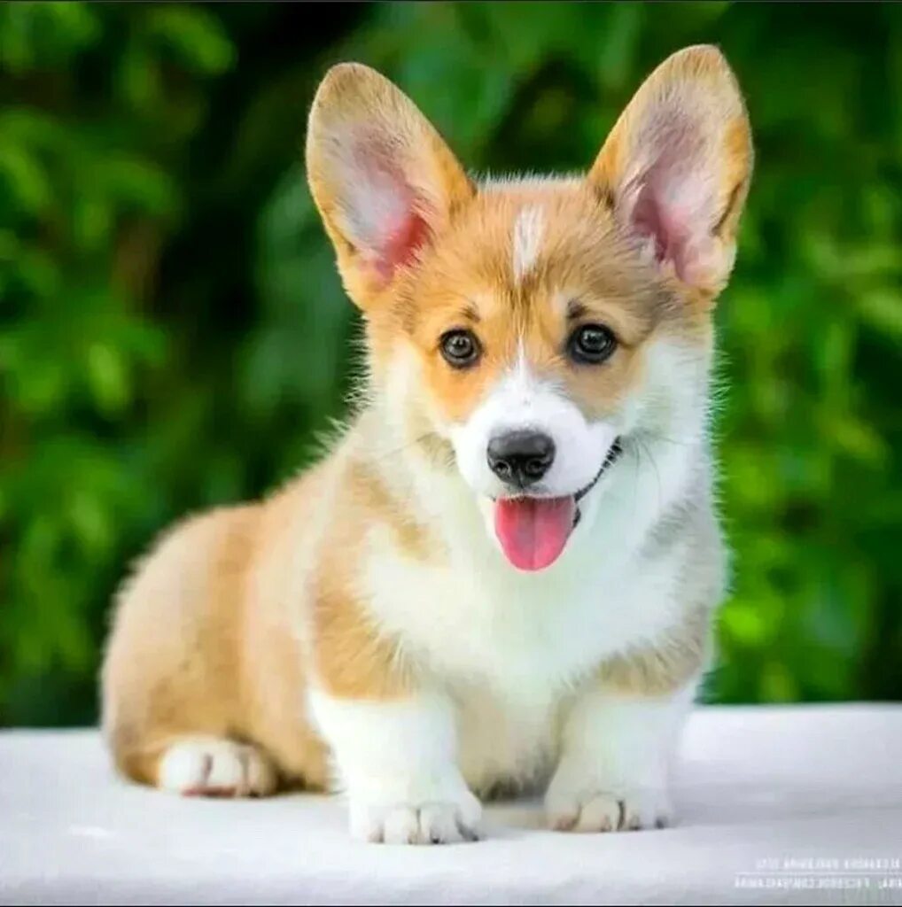 Щенки вельш корги пемброк. Щенок вельш. Порода вельш корги. Щенок вельш. Собака вельш корги пемброк.