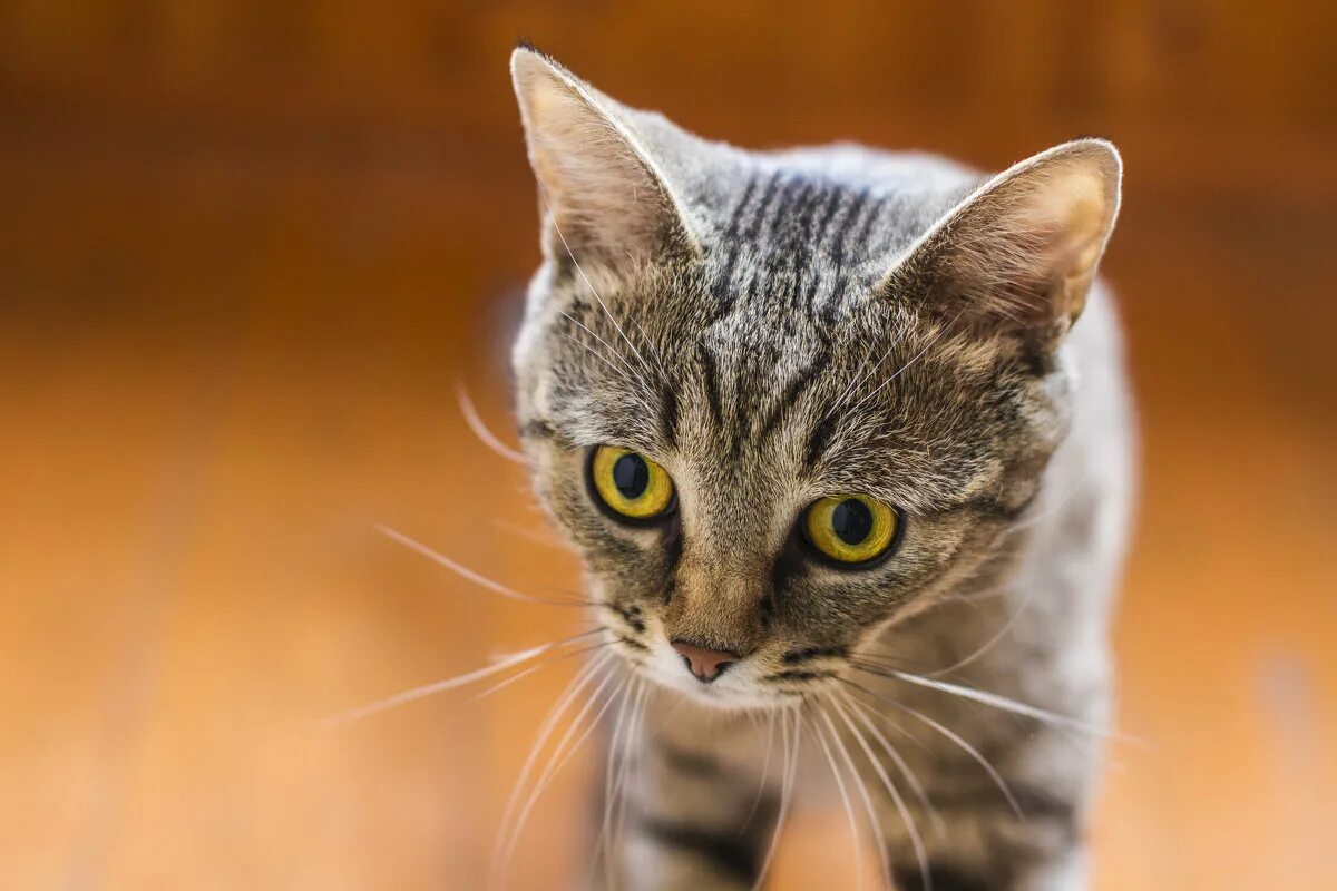 коте кузе. архангельские живодеры кот кузя. рыжий кот кузя фото. кот кузя северодвинск. беспородистые кошки.