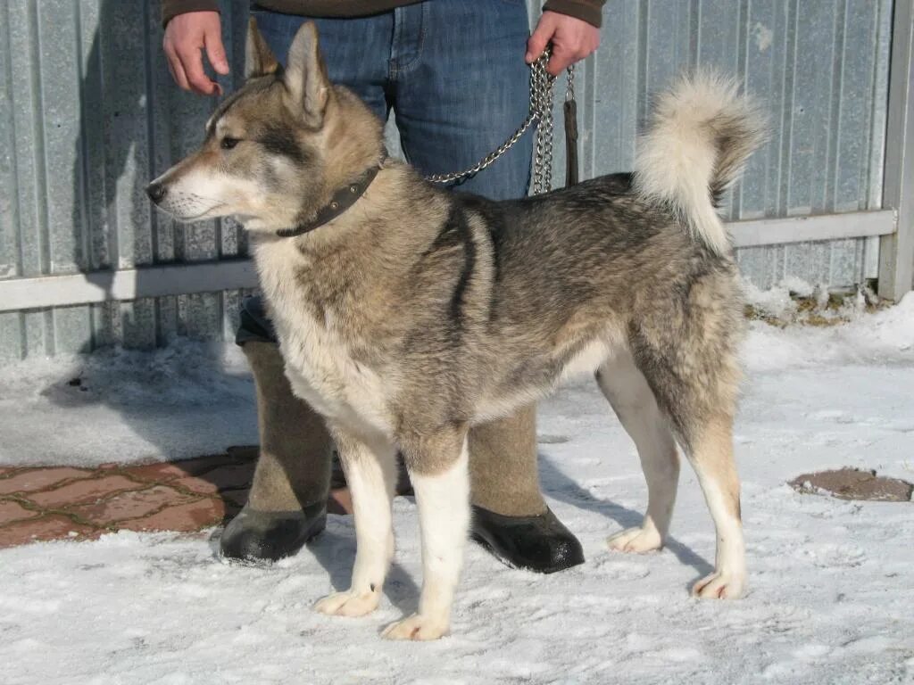 Лайку рабочую