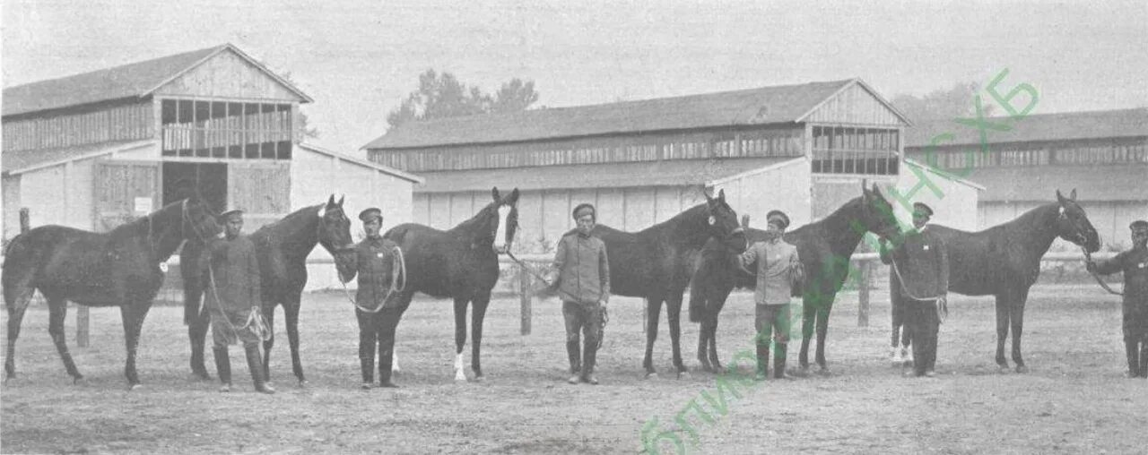 Первый конный завод. Хреновской конный завод 19 век. конный завод фета. кустанай конный завод 48. хорошевский конный завод.