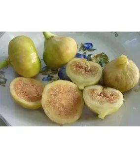 Инжир медовый описание сорта