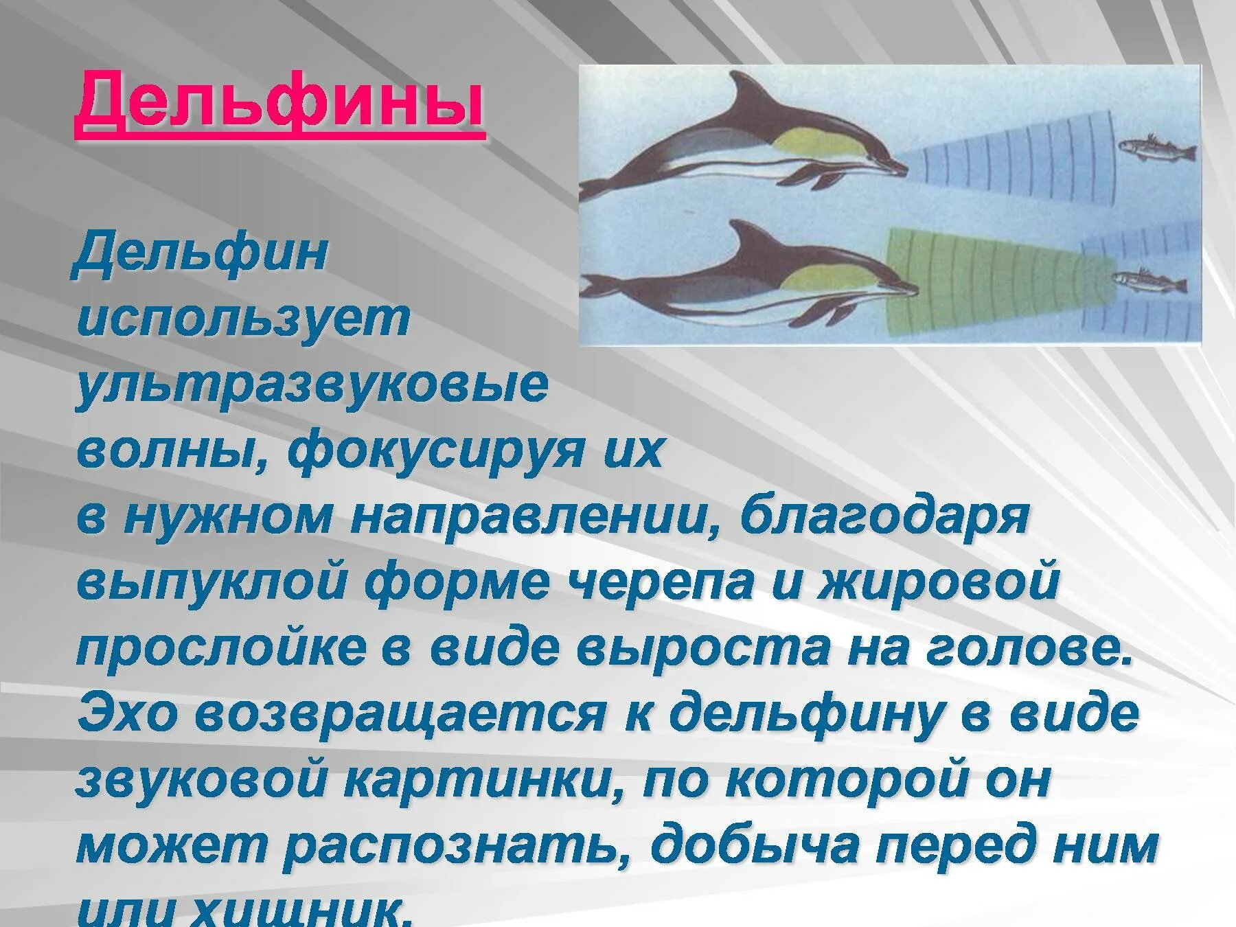 Инфразвук дельфины. Ультразвук и инфразвук это эхолокация. Ультразвук дельфинов. Ультразвук и инфразвук в природе. Ультразвук в природе дельфины.