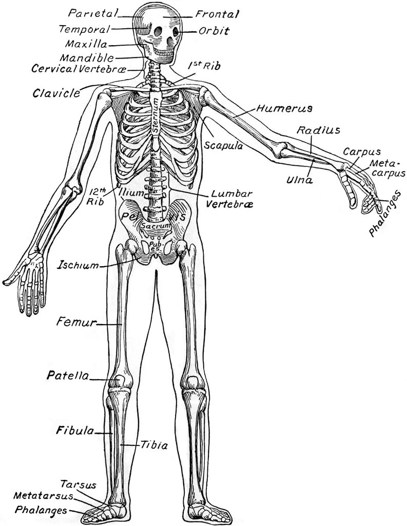 Кости скелета человека на латыни. Анатомия скелета человека с названиями костей на латыни с переводом. Анатомия скелет туловища на латинском. Скелет туловища человека анатомия на латинском. Человек латинское название