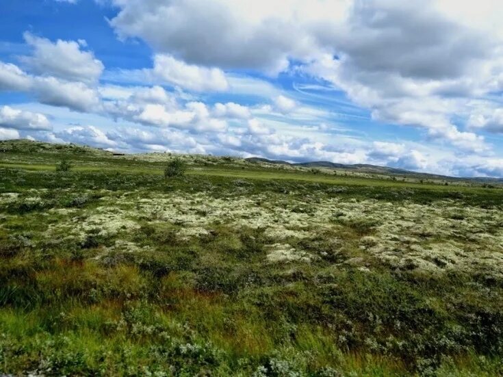 Тундрово глеевые почвы гумусовый горизонт. Тундрово-глеевые почвы почвенный профиль. Тундра глеевые почвы характеристика. Тундрово-глеевые почвы горизонты. Климат глеевых почв.