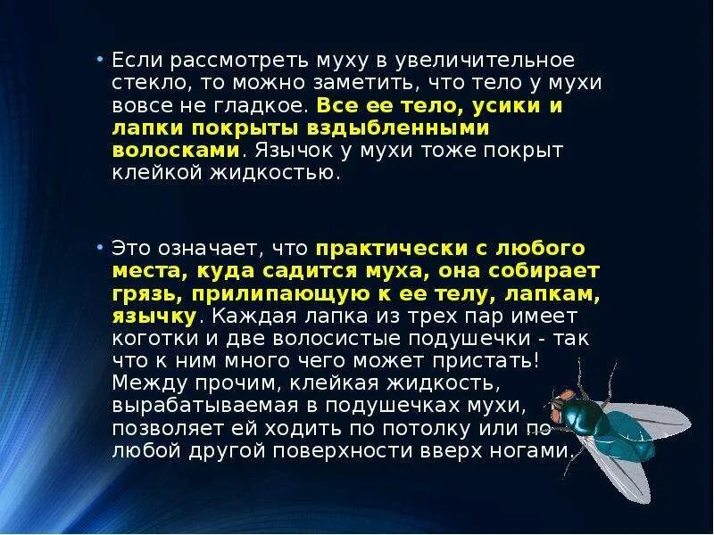 Характер мухи. Интересные факты о мухах. Почему Муха не падает с потолка. Интересные факты про муху для детей. Интересные факты о мухах проект 9 класс.