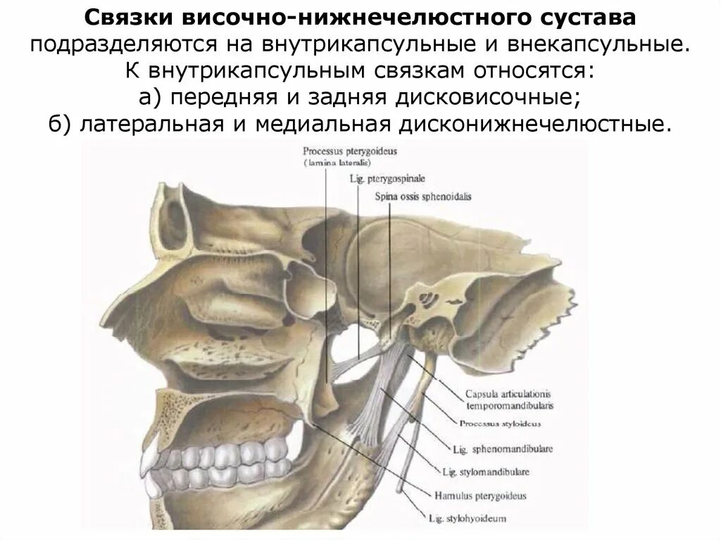 Анатомия сустава ВНЧС. Височно верхнечелюстной сустав анатомия. Связочный аппарат ВНЧС. Строение ВНЧС связки.