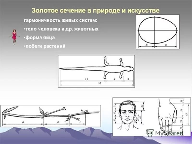 Золотое сечение рентгенодиагностические центры. Пропорции золотого сечения в искусстве и жизни. Золотое сечение в природе и искусстве. Золотое сечение в природе. Золотое сечение d природе.