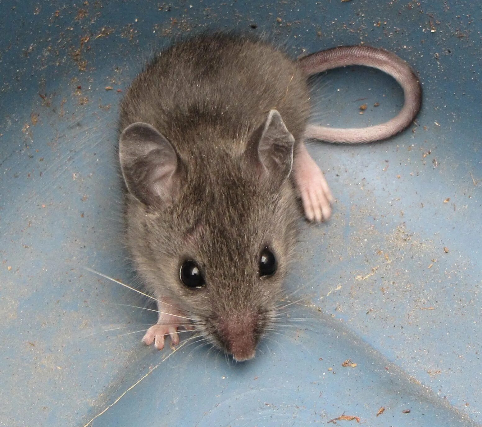 Sibm mouse. Мышь домовая (mus musculus l.. Мышь домовая серая. Амбарная крыса Пасюк. Мышь обычная серая.