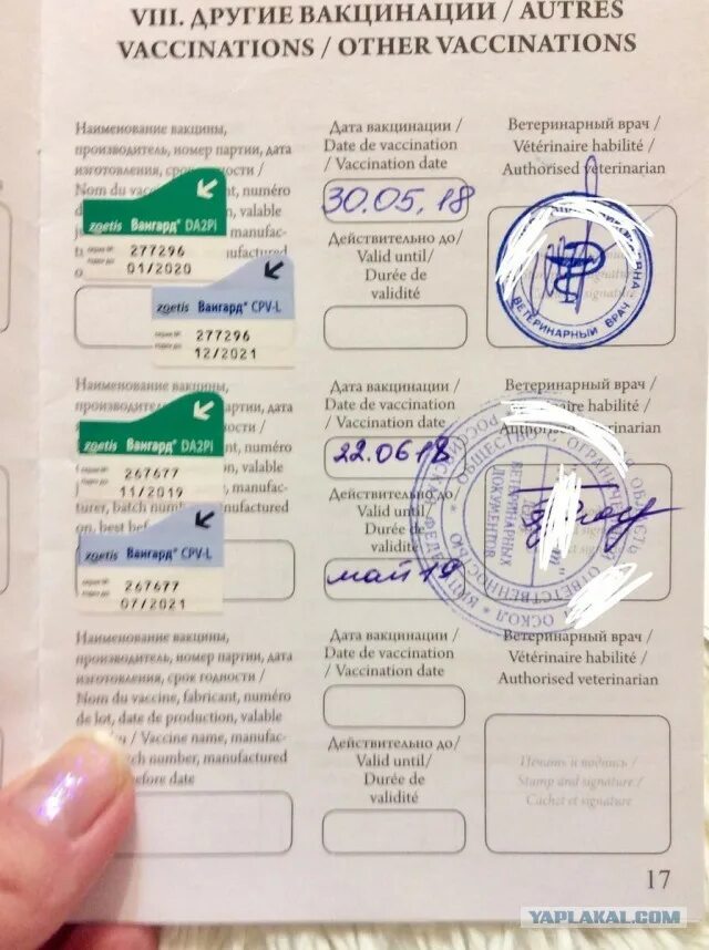 Что делать если нет сертификата