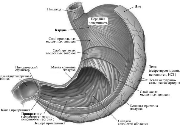 Нижняя часть желудка. Желудок анатомия человека. Структура желудка. Передняя стенка желудка анатомия.