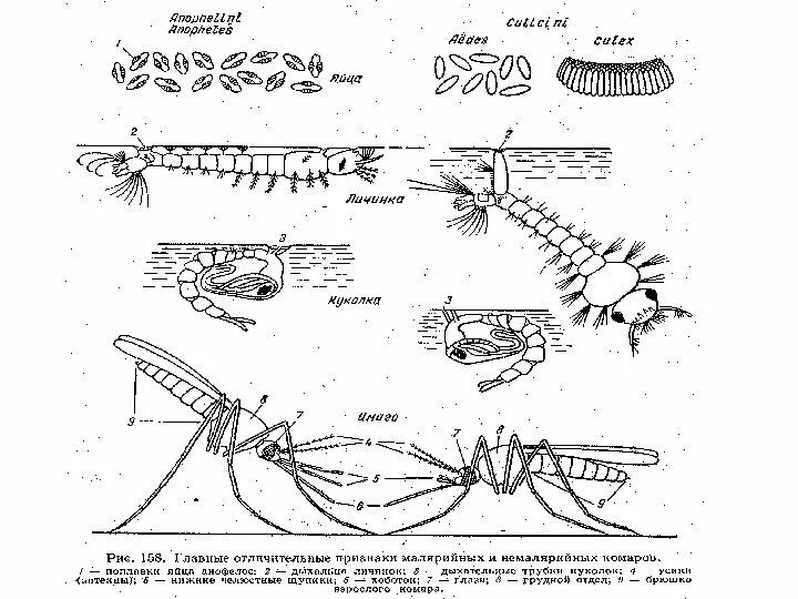 Какое развитие у малярийного комара. Цикл развития комара анофелес. Жизненный цикл комара Culex. Самка Culex личинка схема. Стадия развития комара схема.