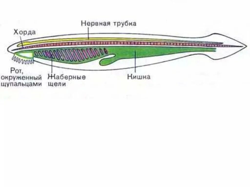 Какой вид имеет нервная система хордовых. Нервная трубка ланцетника. Ланцетник хорда нервная трубка. Функции нервной трубки у хордовых. Трубчатая нервная система ланцетника.