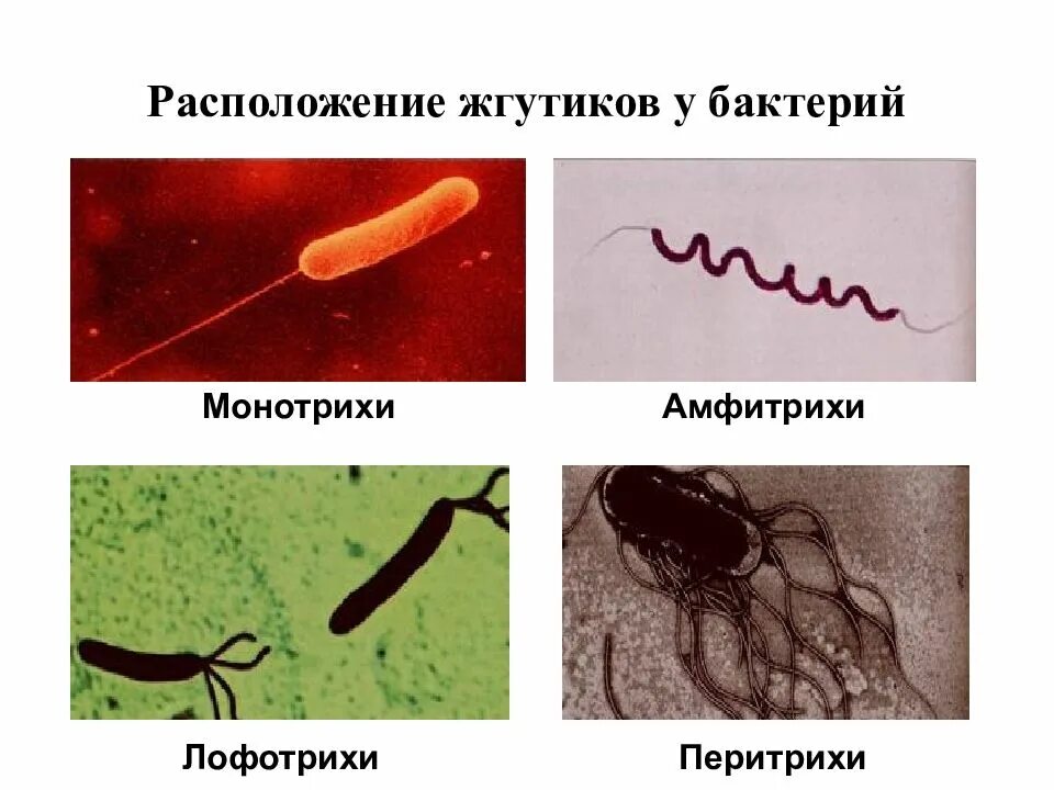 Лофотрихи. Монотрихи перитрихи. Лофотрихи амфитрихи. Жгутики микроорганизмов перитрихи. Амфитрихи расположение жгутиков.