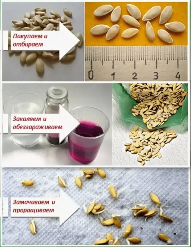 Насколько замачивать семена. Подготовка семян к посеву. Способы подготовки семян к посеву. Подготовка семян огурцов к посеву. Предпосевная подготовка семян огурца.