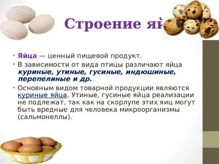 Чем отличается яйцо курицы