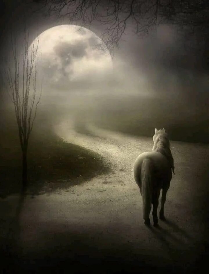 Одинокая лошадь. Лошадь в тумане. Лошадь ночью. Лошадь под луной.