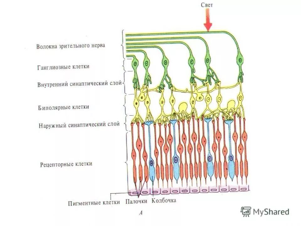 Амакриновые и горизонтальные клетки сетчатки. Структуры зрительный нерв сетчатка. Схема строения сосудистой и сетчатой оболочек. Слои сетчатки. Кровоснабжение зрительного нерва.