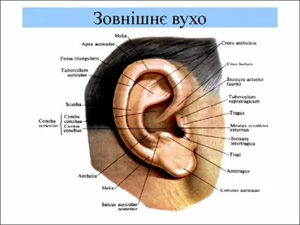 Козелок латынь