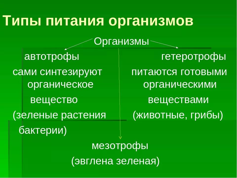 Автотрофный и гетеротрофный Тип питания. Автотрофный Тип питания гетеротрофный Тип. Типы питания автотрофы. Амниотрофный Тип питания. Какой тип питания имеет большинство