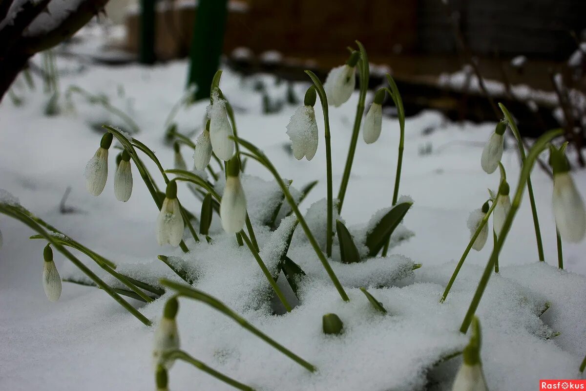 Когда встречается зима с весной в 2024. Когда встречается зима с весной в 2024. Когда встречается зима с весной в 2024. Зима с весной встречается. Когда встречается зима с весной в 2024.