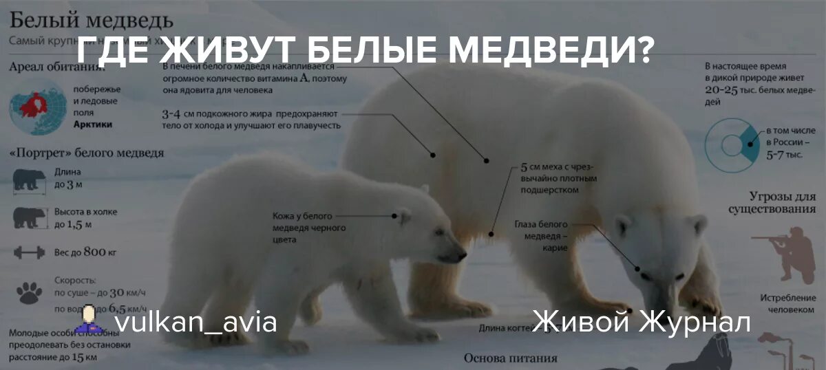 Белый медведь. Обитание белого медведя. Обитание белого медведя. Белый медведь среда обитания. Белый медведь в северной америке.