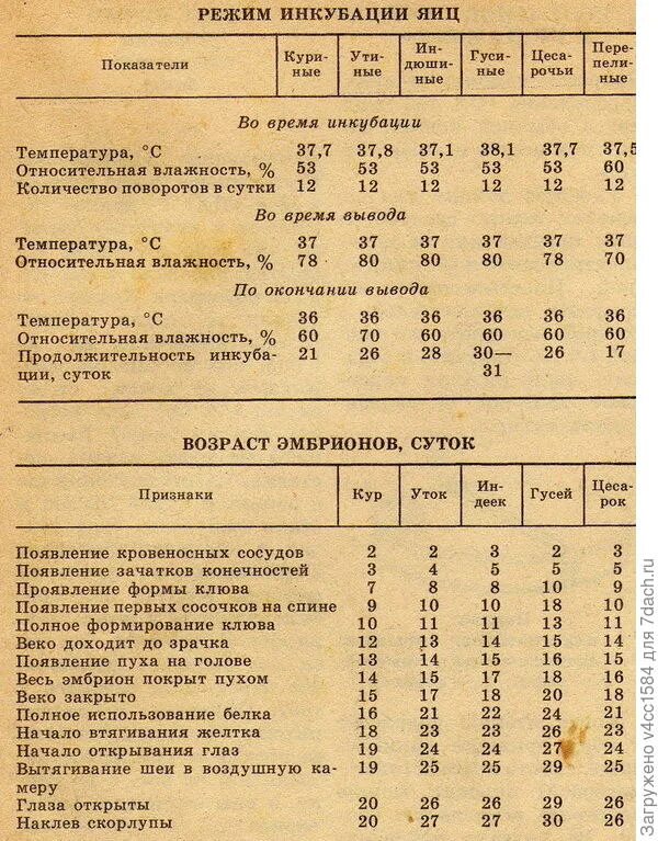 Автоматическая влажность в инкубаторе. Температура вывода цыплят в инкубаторе таблица. Режим инкубации куриных яиц таблица. Таблица вывода цыплят в инкубаторе в домашних условиях инкубатором. Температурный режим в инкубаторе для куриных яиц таблица.