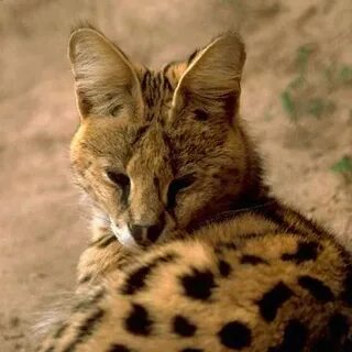 Африканский кошачий хищник