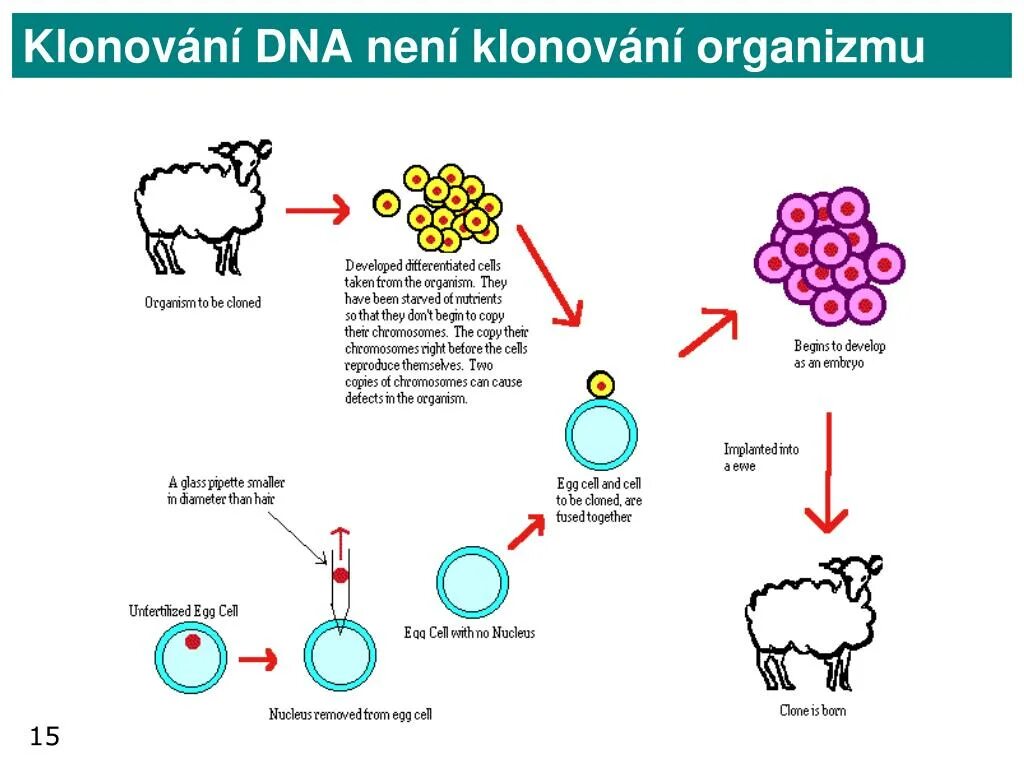 Клонирование организмов инженерия. Овечка долли клонирование. рисунок на тему клонирование. мультяшный клонирование. визуальное клонирование.